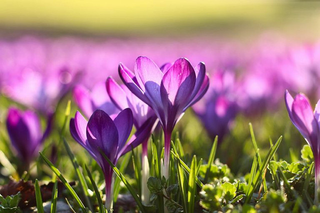 crocuses for Global Polio Campaign